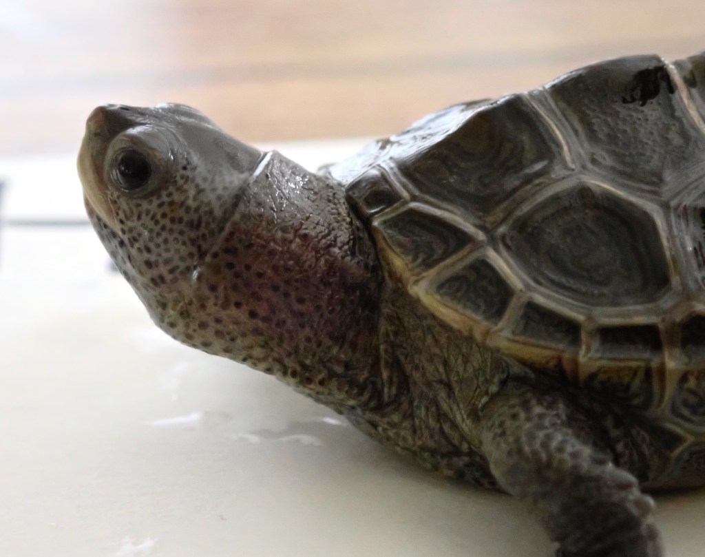 Picture of a turtle.