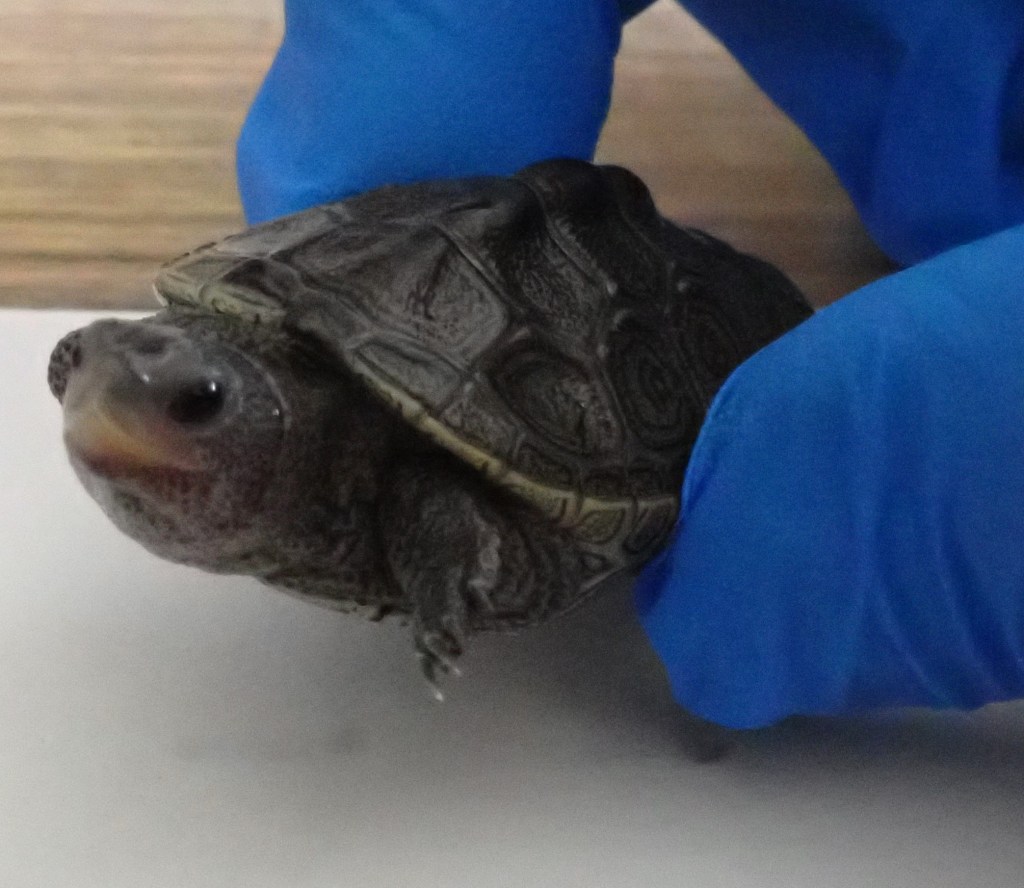 Picture of a turtle,