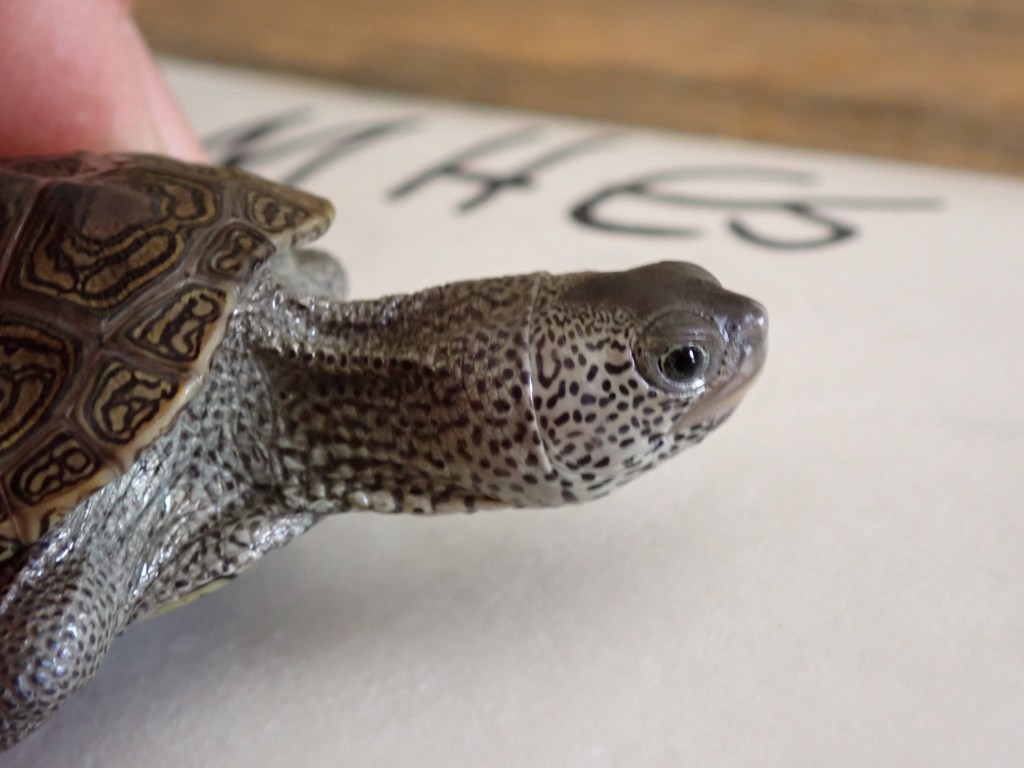 Picture of a turtle.