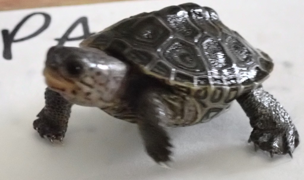 Picture of a turtle.