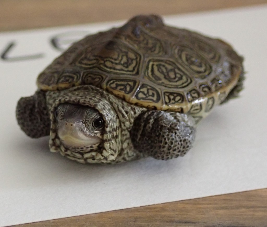 Picture of a baby turtle.