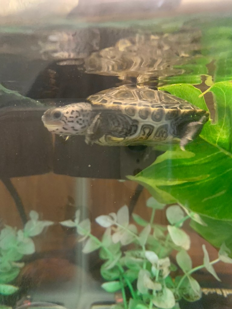 Photo of a terrapin.