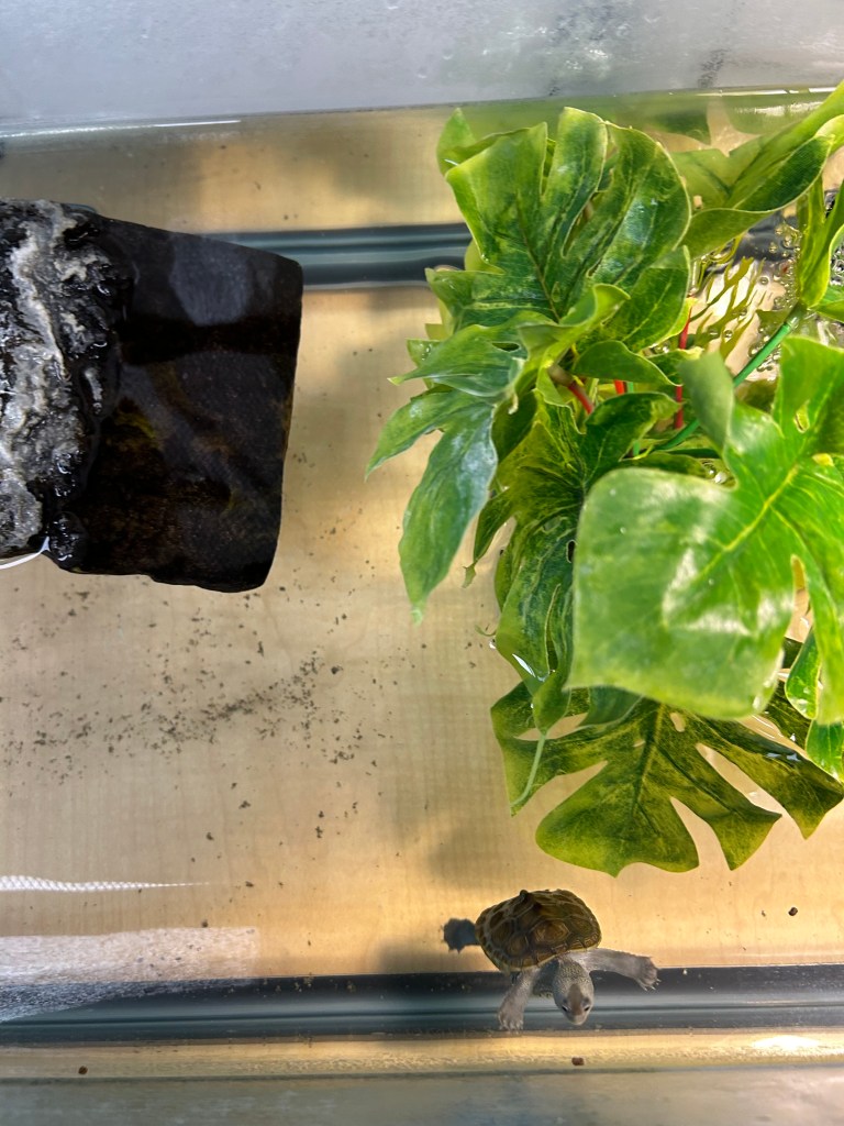 Picture of a turtle.