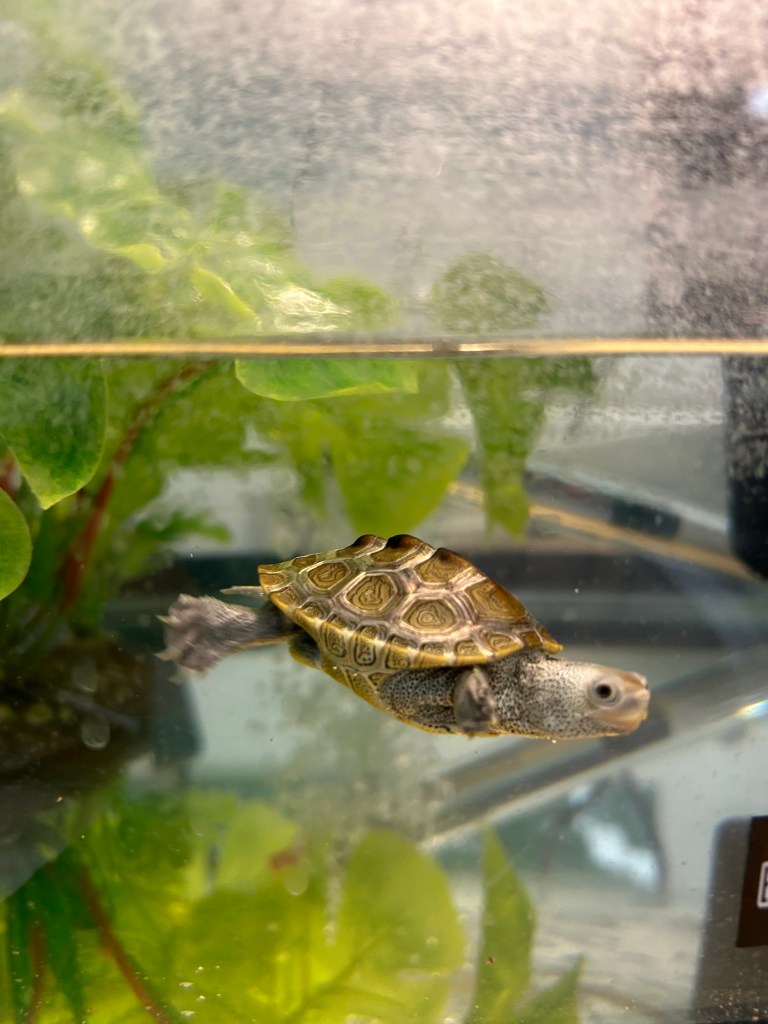 Picture of a turtle.