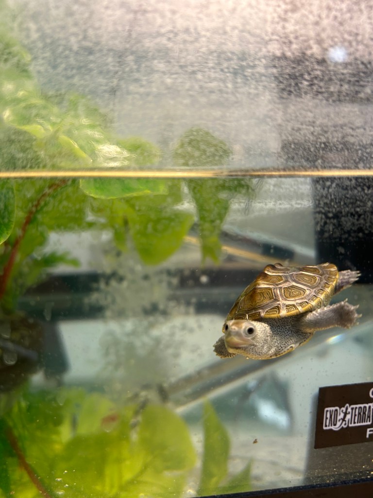 Picture of a turtle.