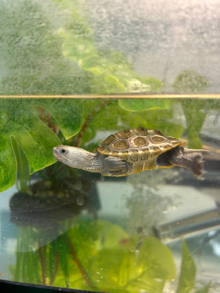 Picture of a turtle.