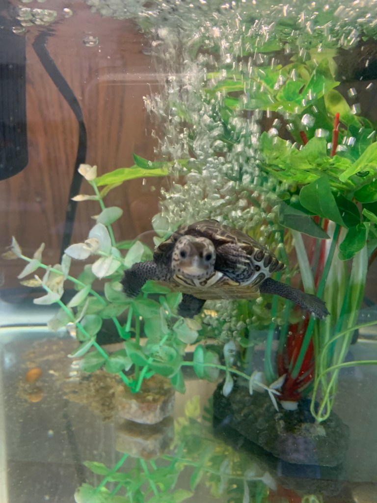 Picture of a terrapin.