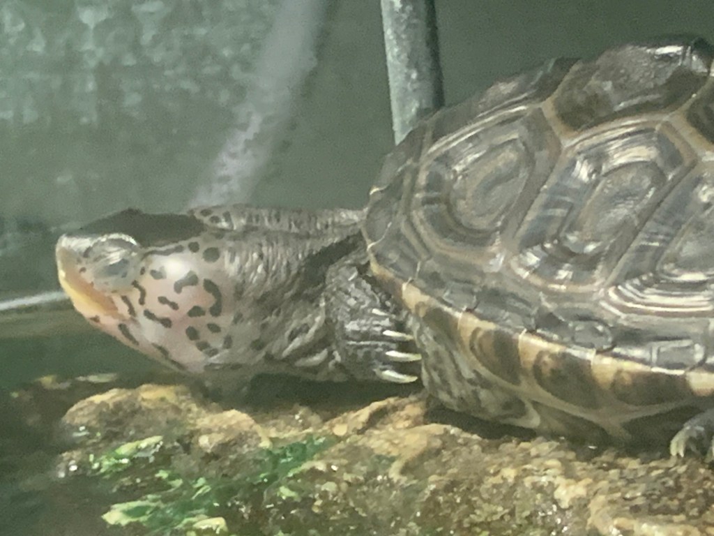 Photo of a terrapin.