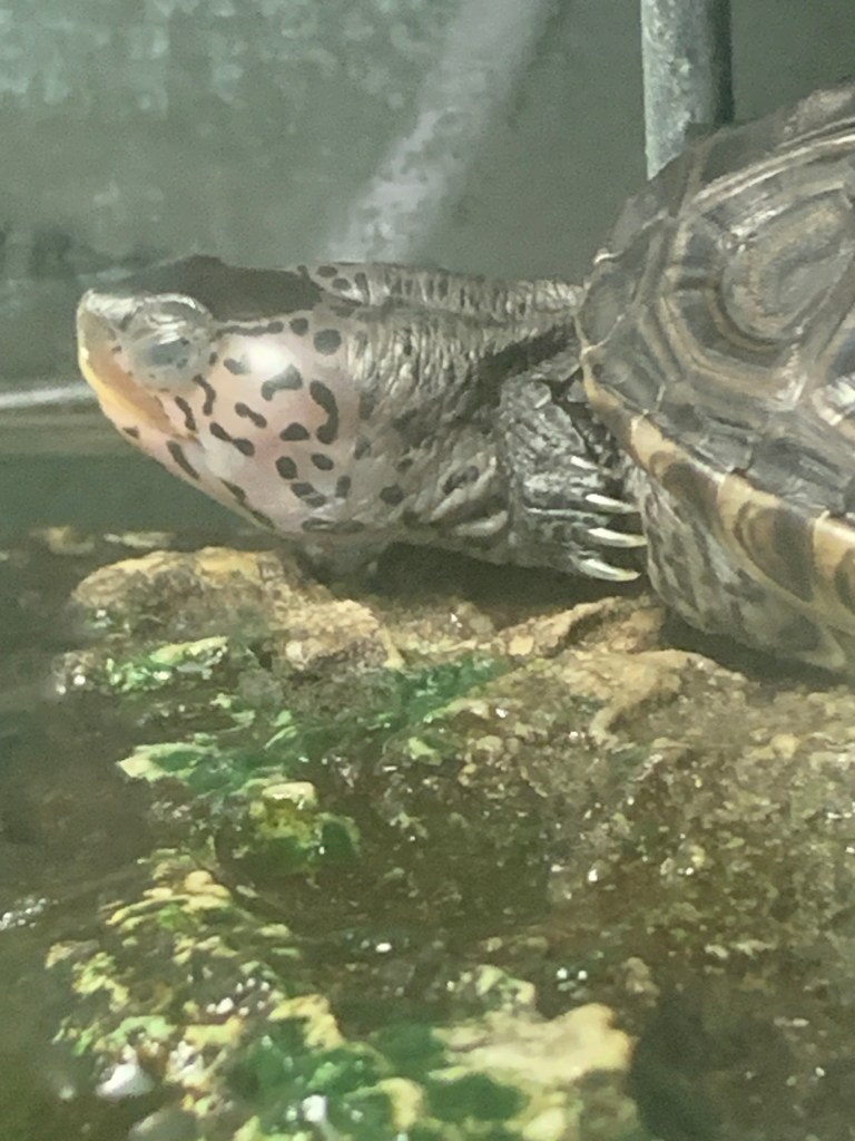 Photo of a terrapin.