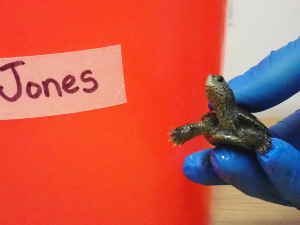 Photo of a terrapin.