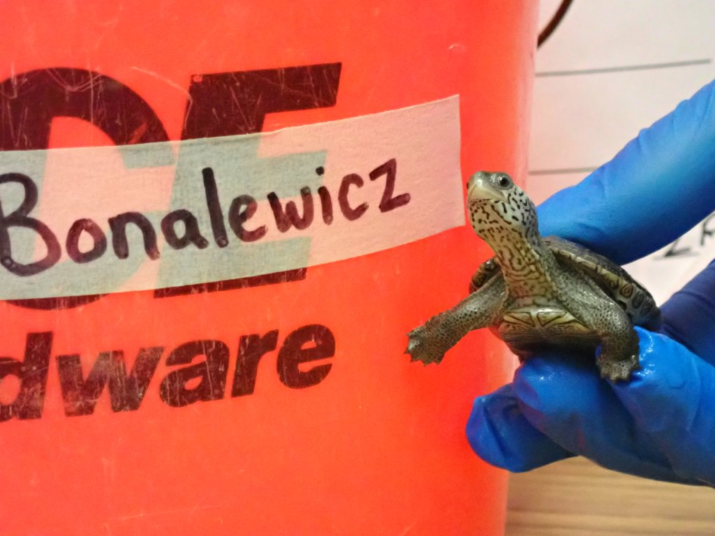 Picture of a terrapin.