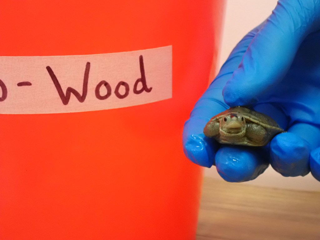 Picture of a terrapin.