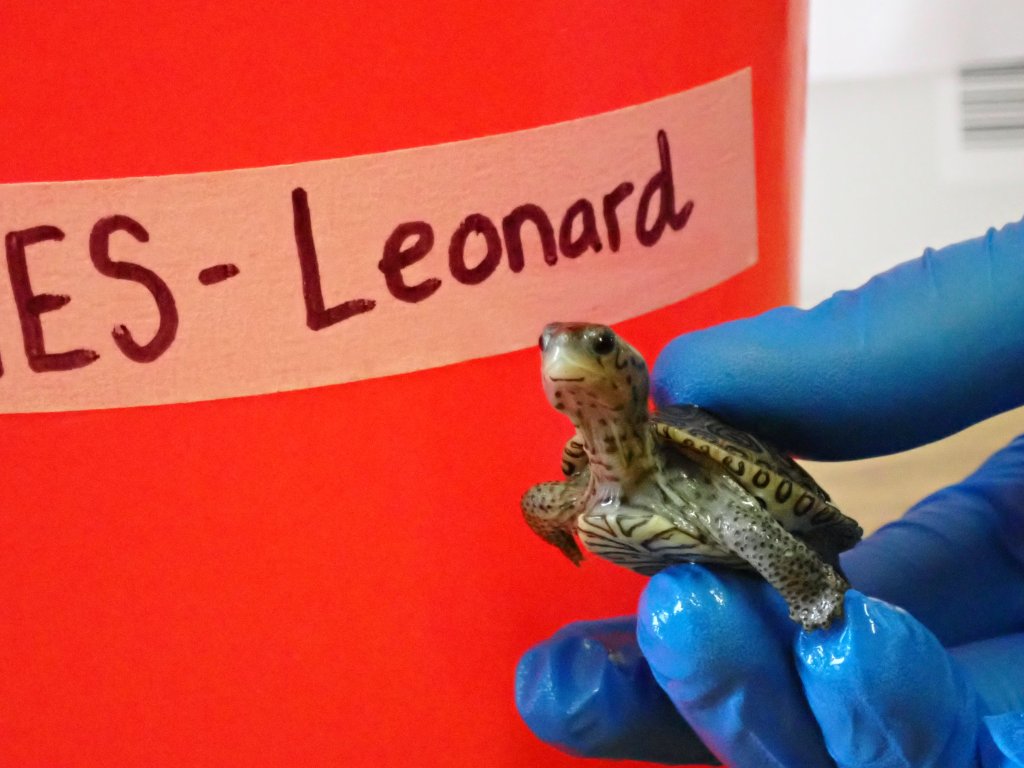 Picture of a terrapin.