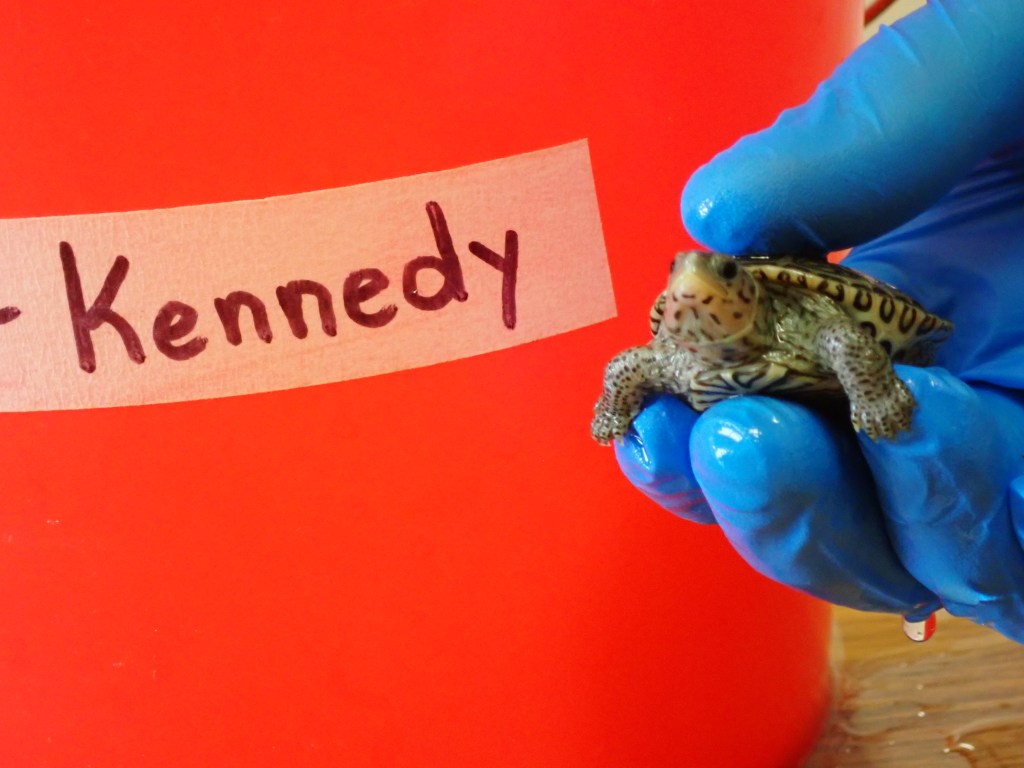 Picture of a terrapin