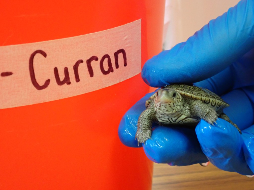 Picture of a terrapin.