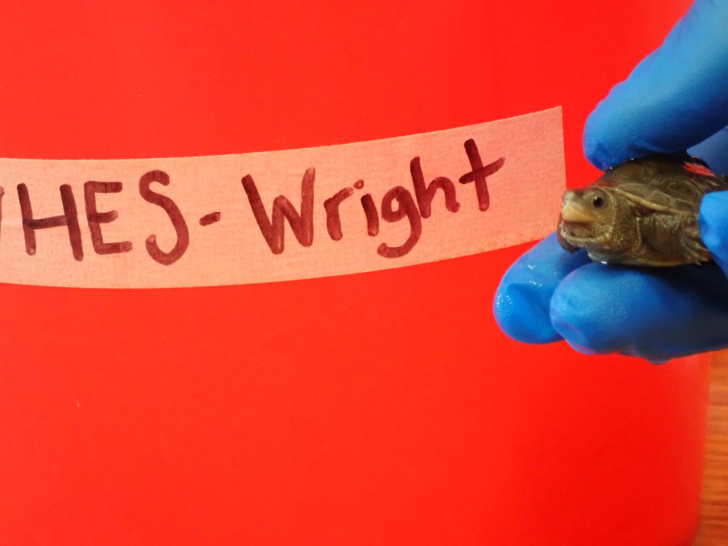 Picture of a terrapin.