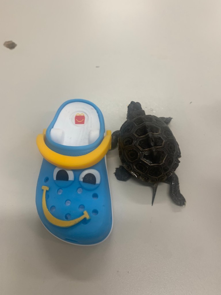 Picture of a terrapin.