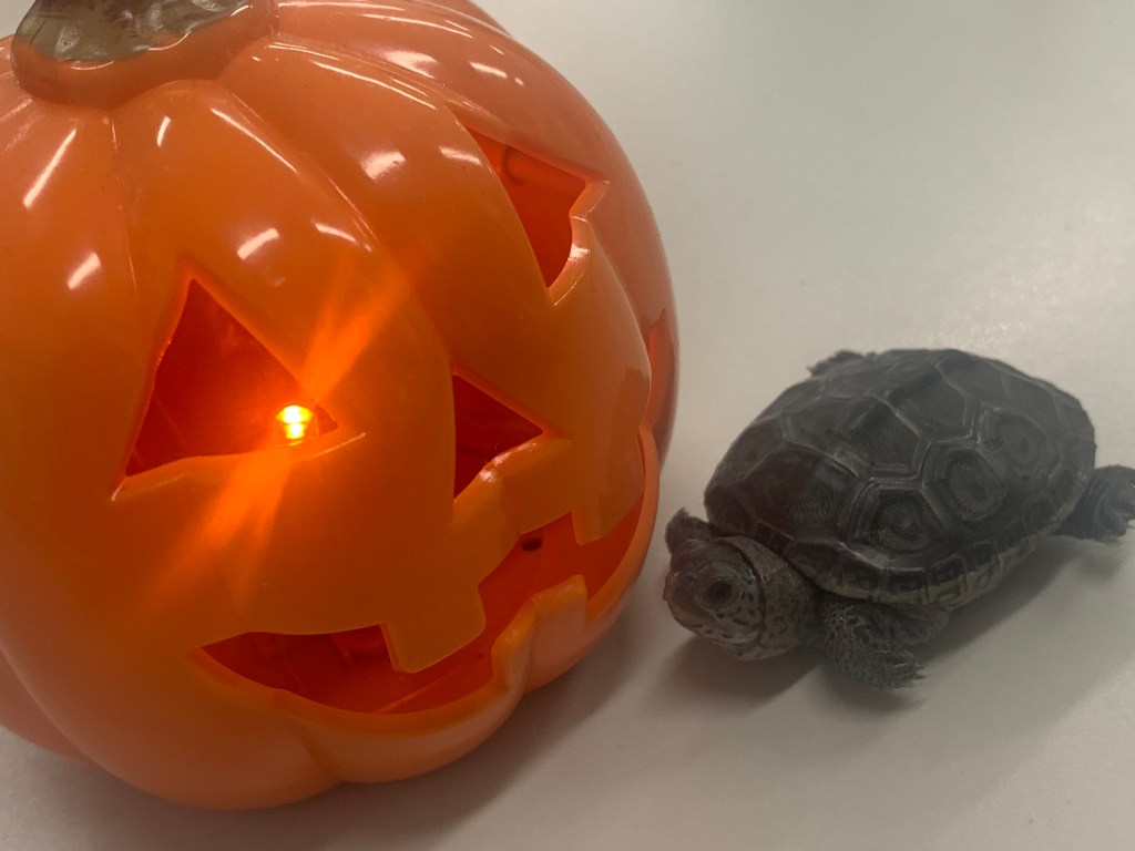 Picture of a terrapin.