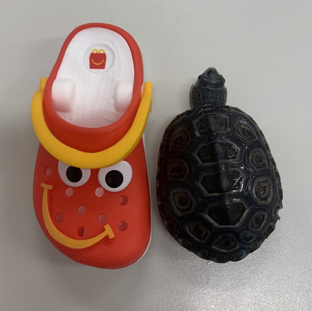 Picture of a terrapin.