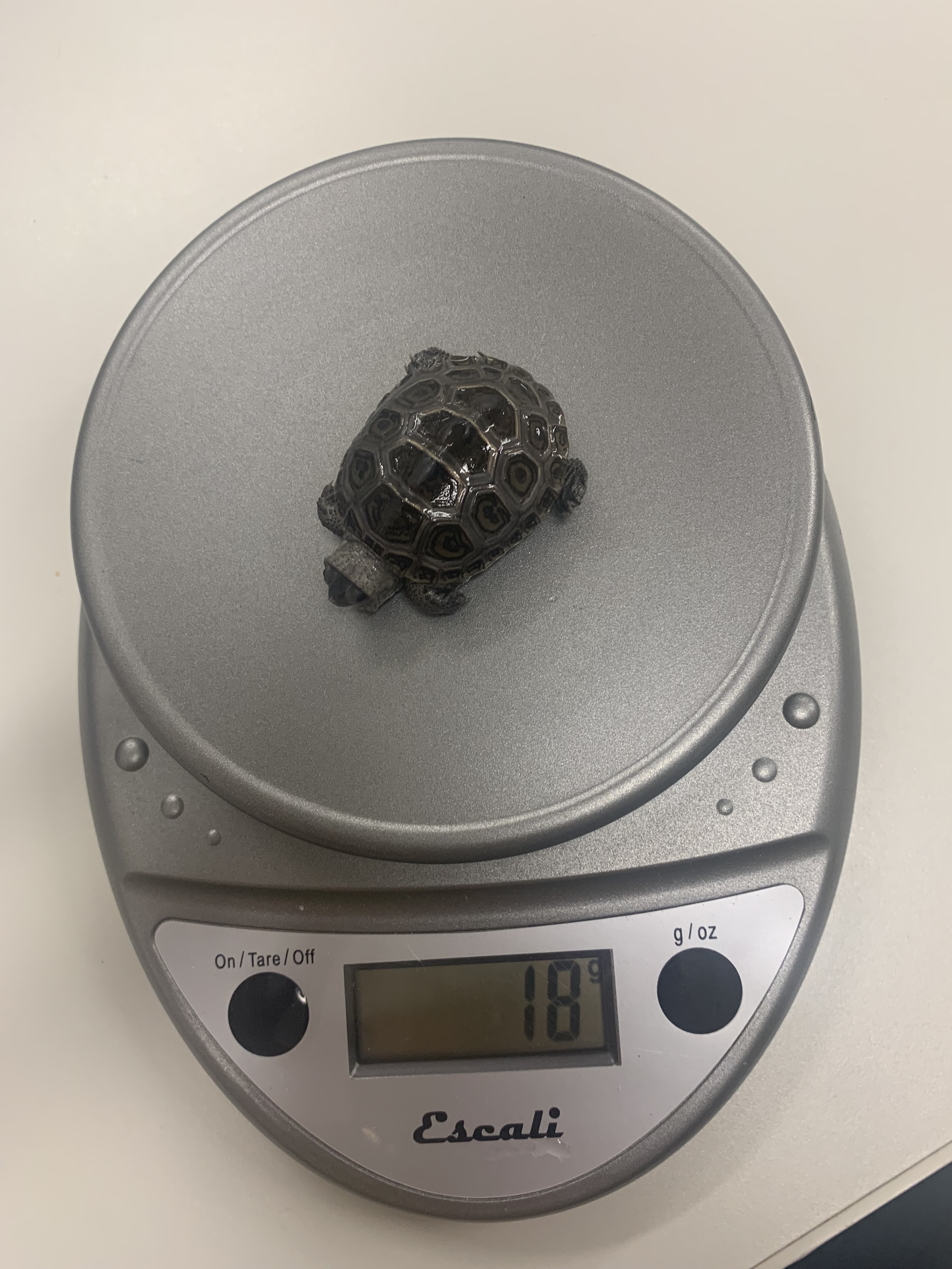 Picture of a terrapin.