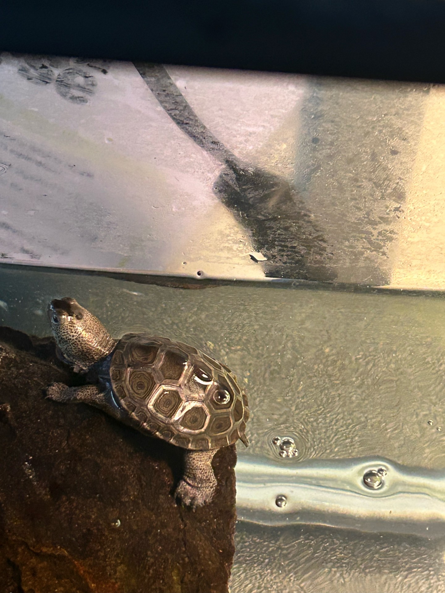 Picture of a terrapin.