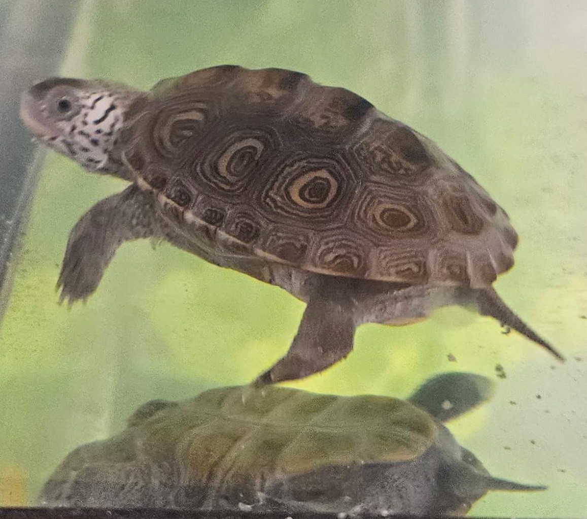 Picture of a terrapin.