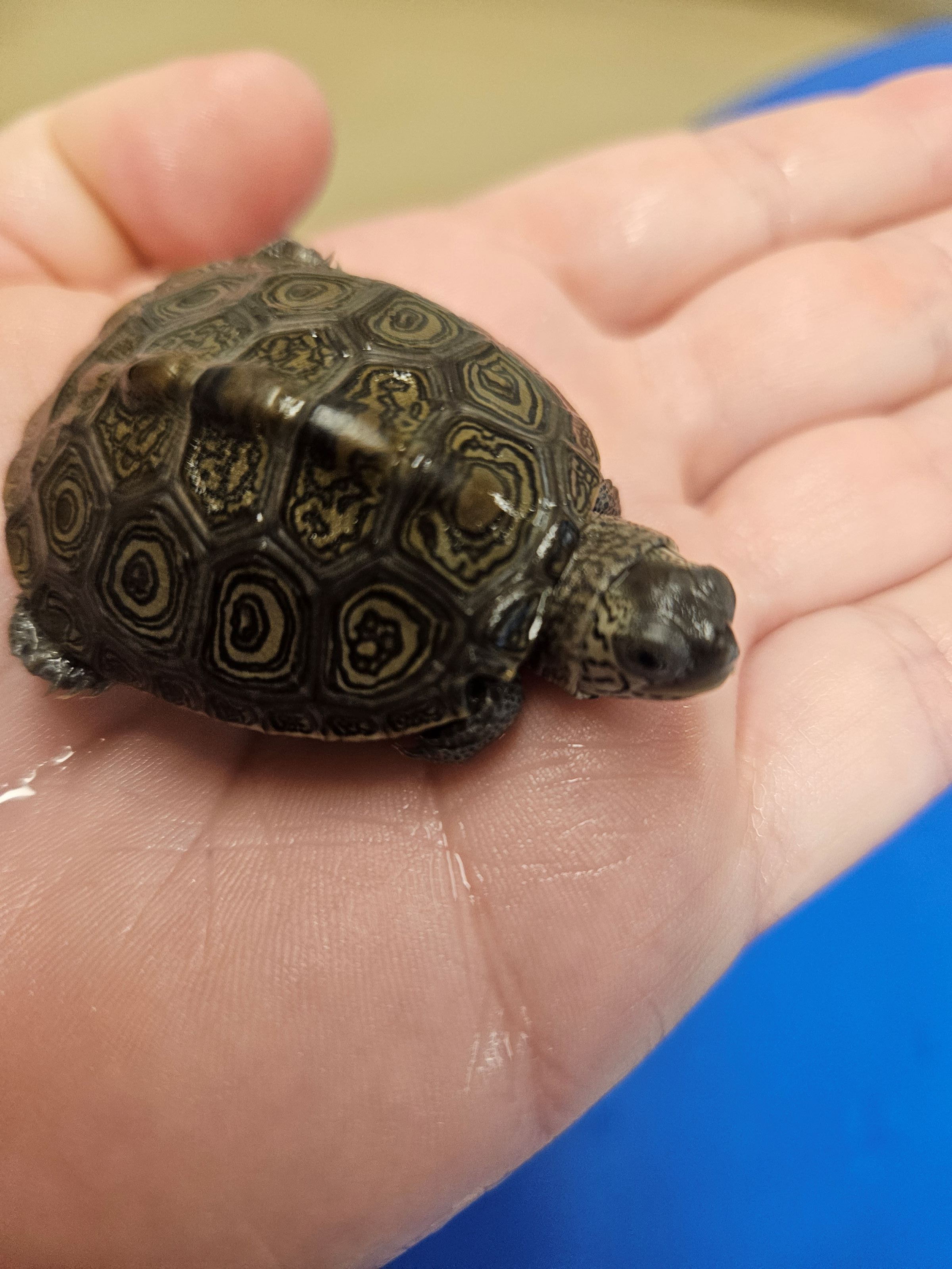 Picture of a terrapin.