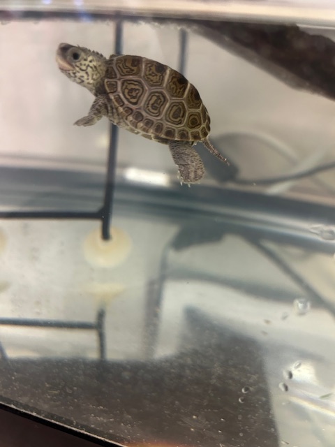 Picture of a terrapin.