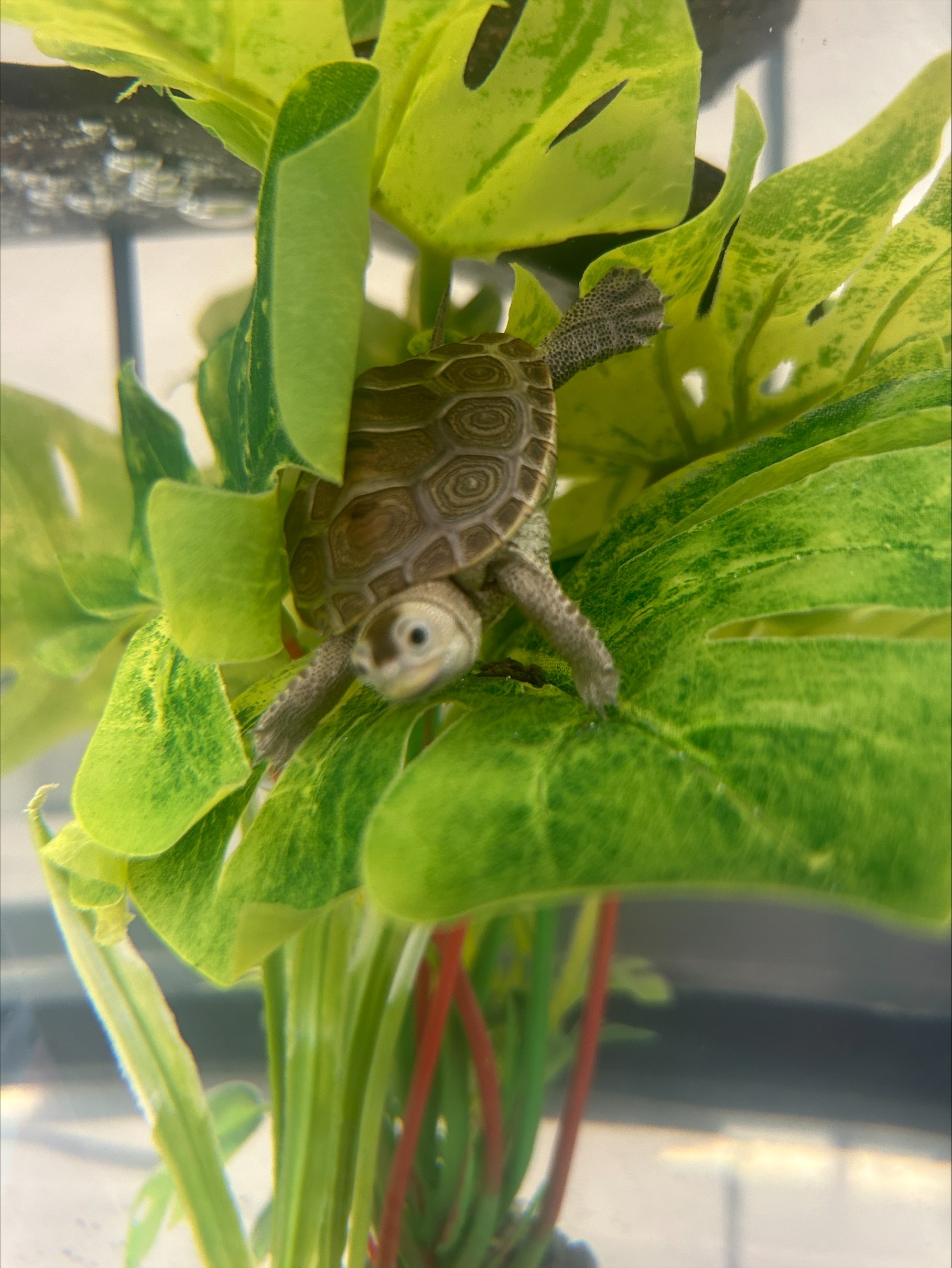 Picture of a terrapin.