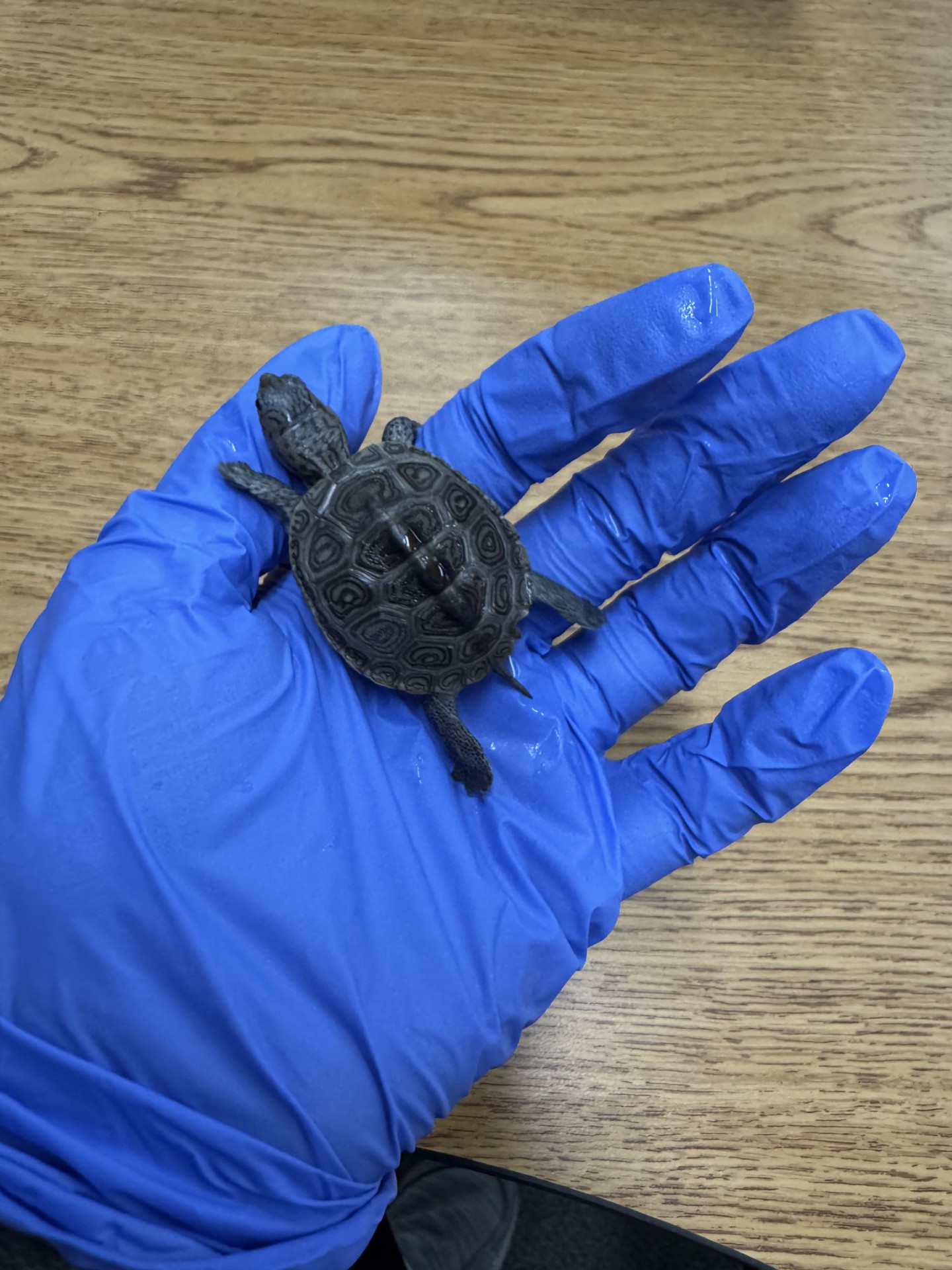 Picture of a terrapin.