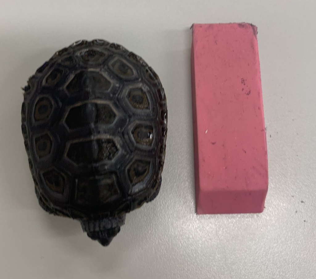 Picture of a terrapin.