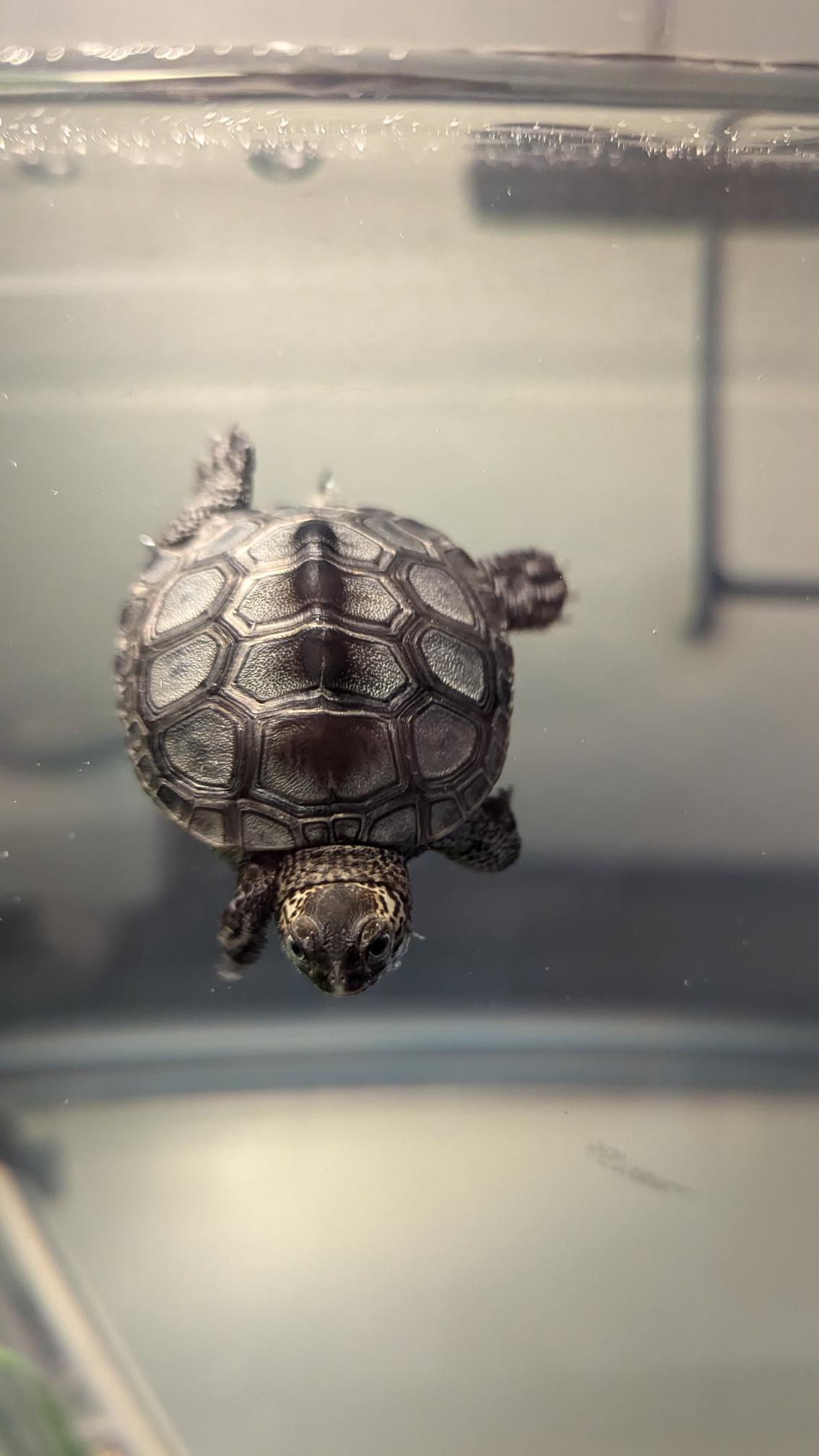 Picture of a terrapin.