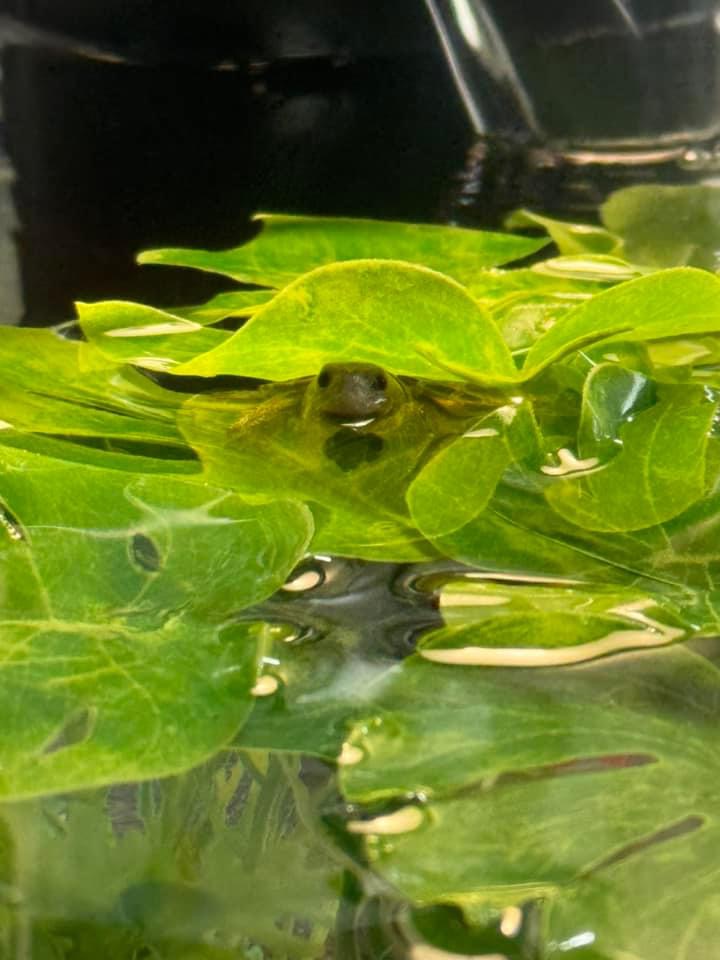 Picture of a terrapin.