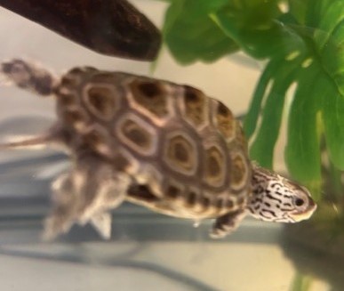 Picture of a terrapin.