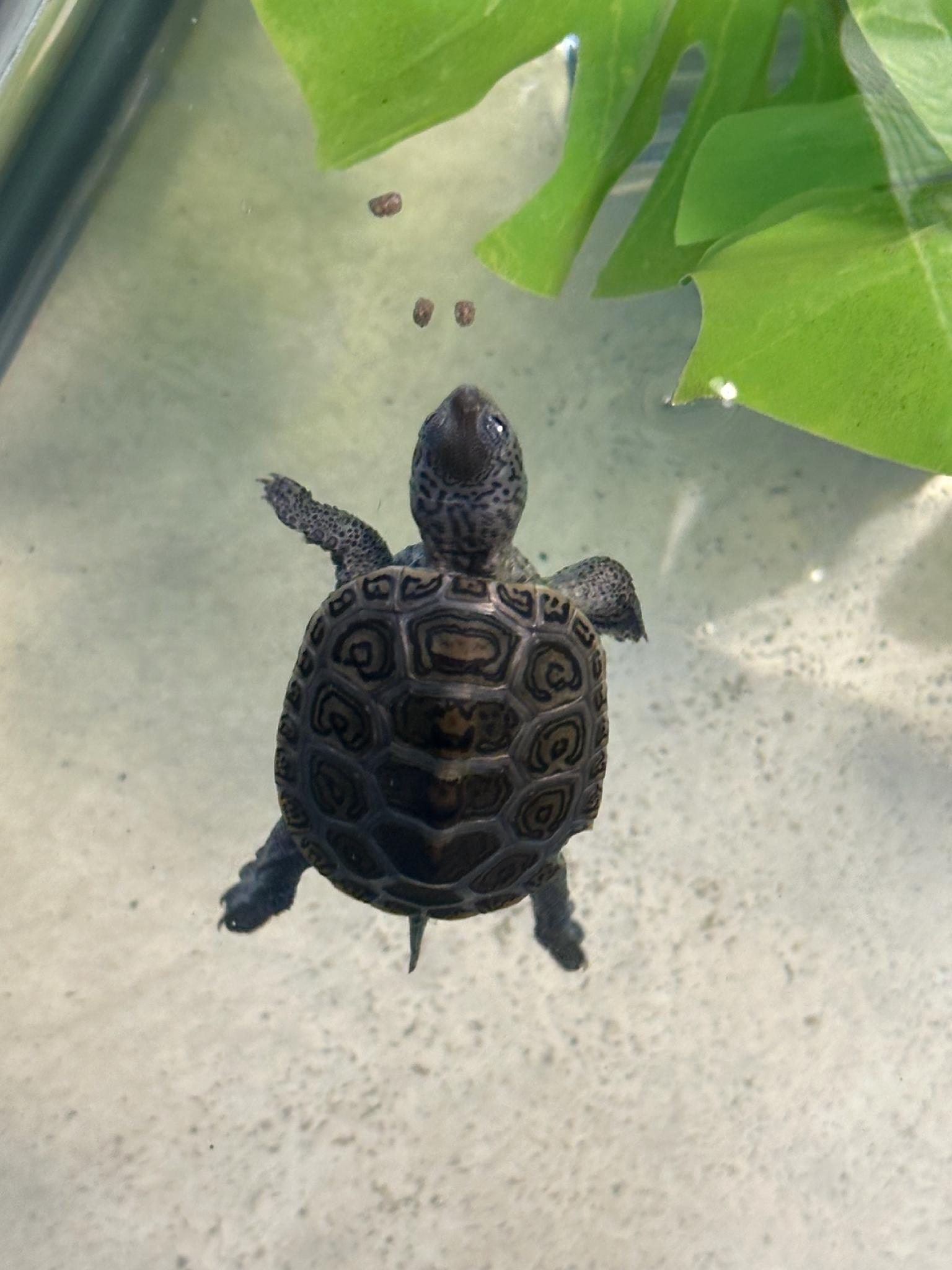 Picture of a terrapin.