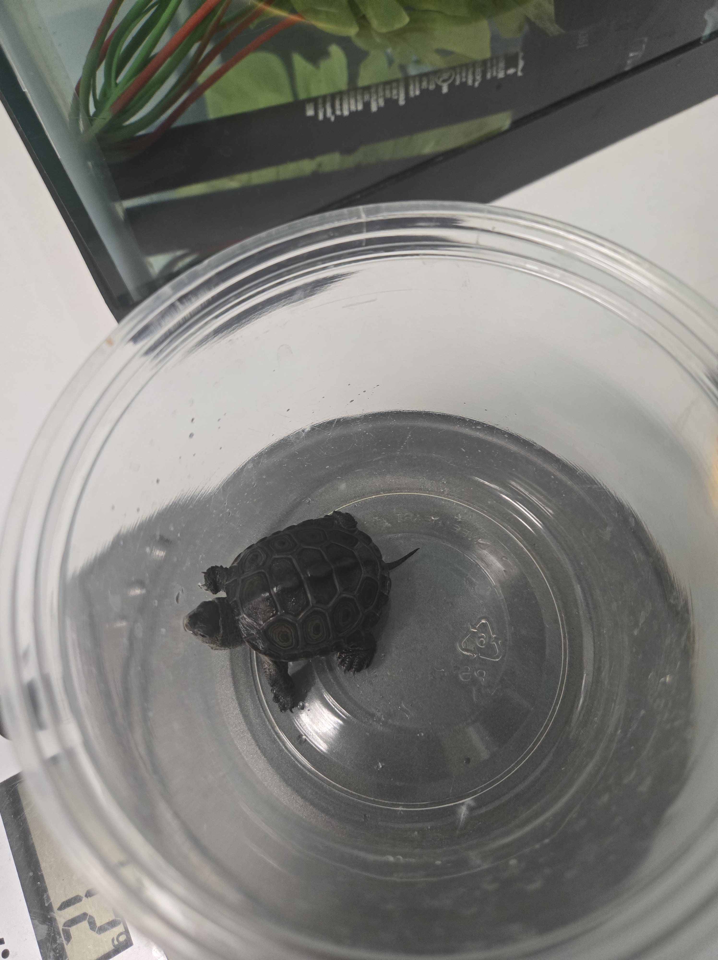 Picture of a terrapin.