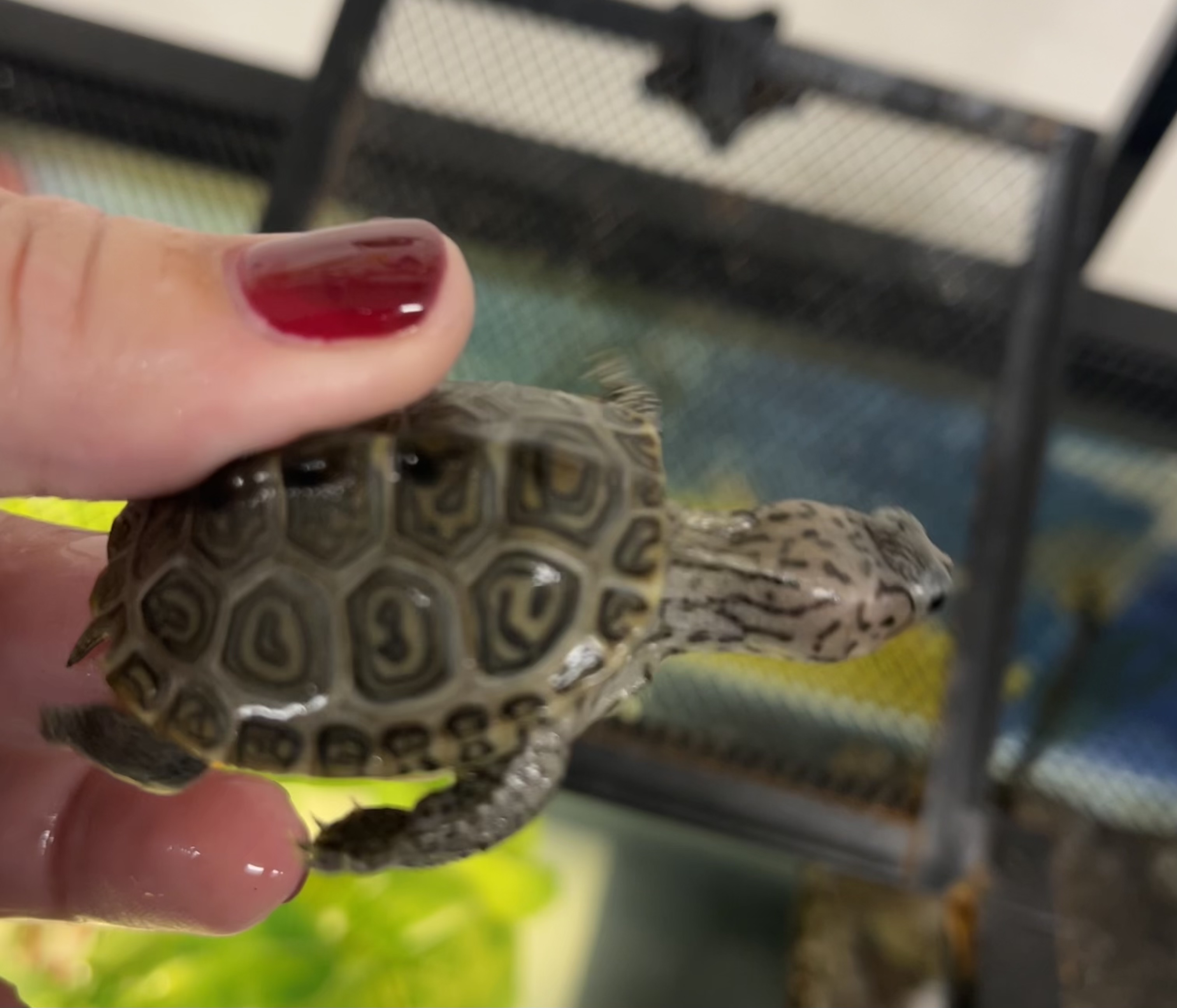 Picture of a terrapin.