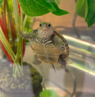 Picture of a terrapin.