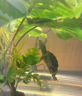 Picture of a terrapin.