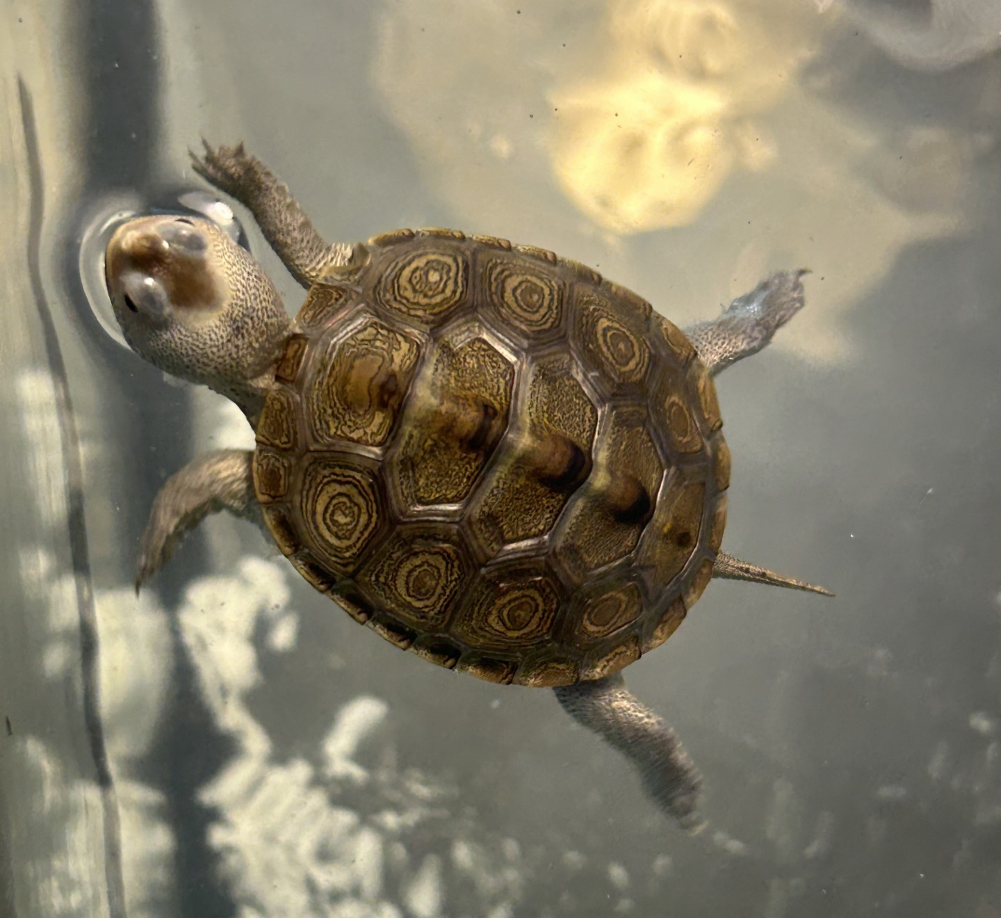 Picture of a terrapin.