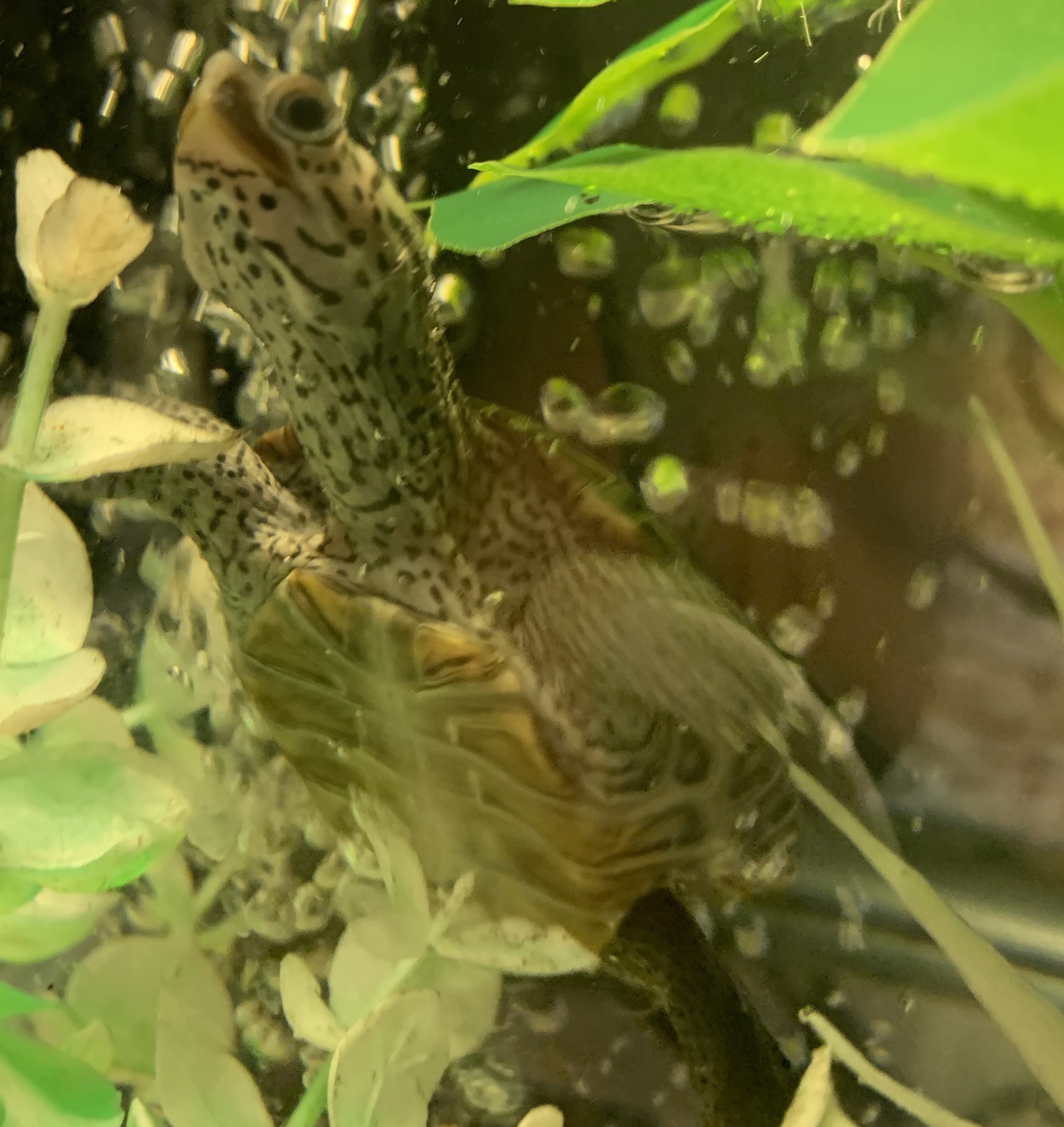 Picture of a terrapin.