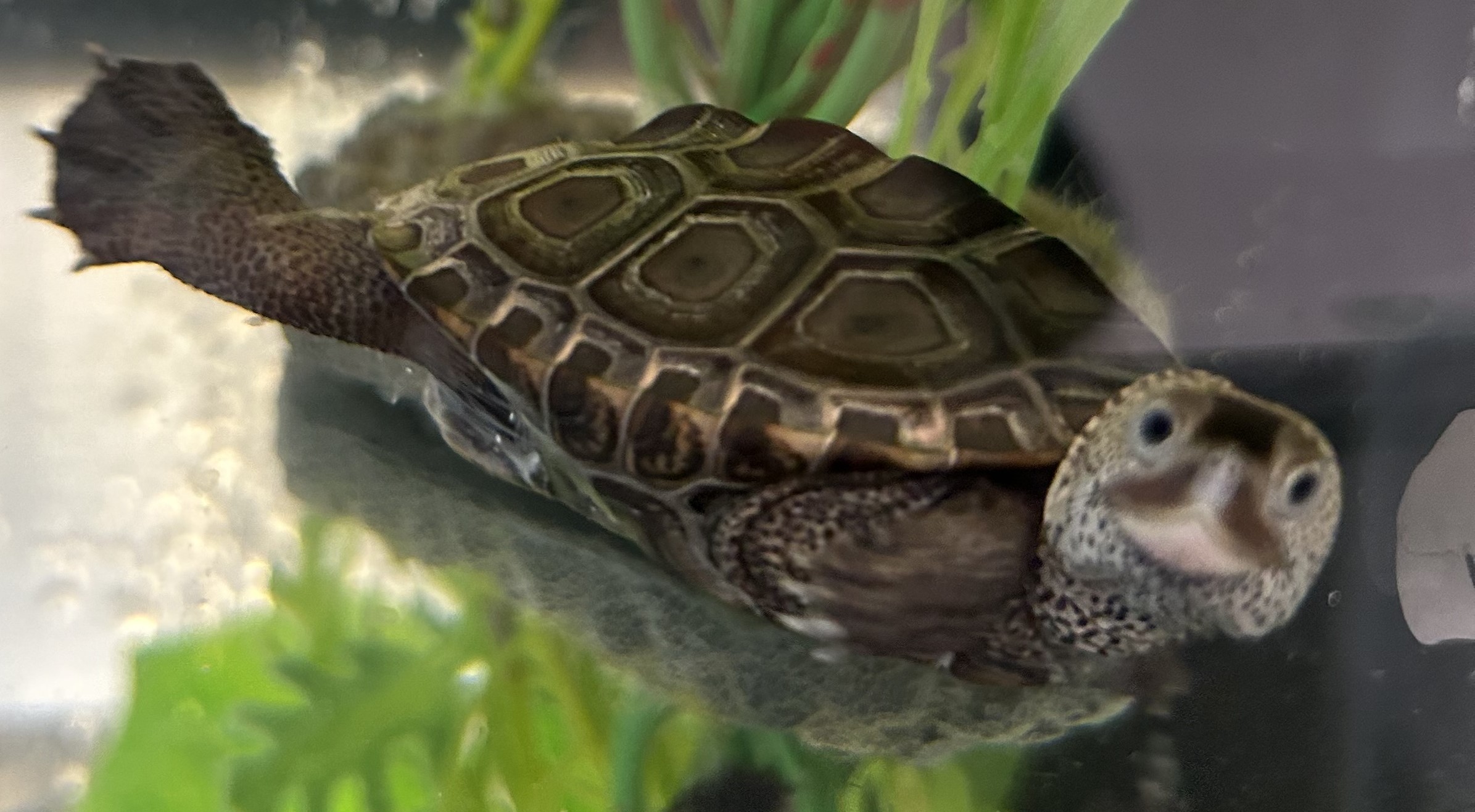 Picture of a terrapin.