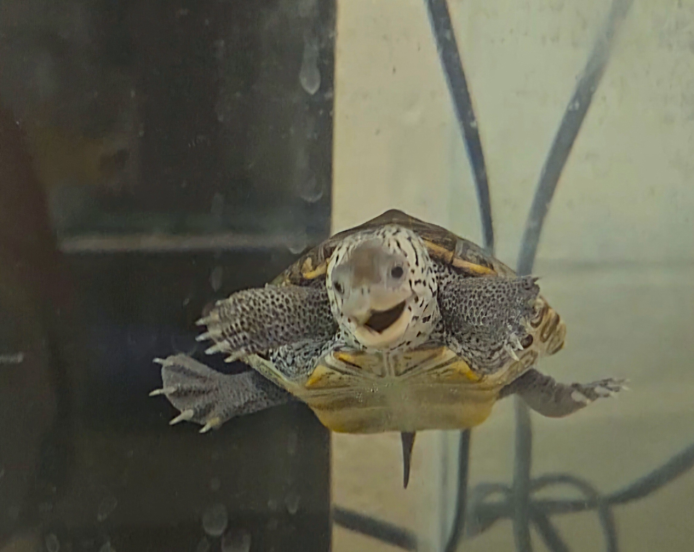 Picture of a terrapin.