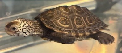 Picture of a terrapin.