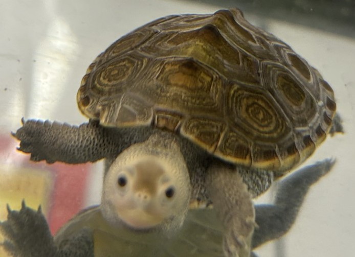 Picture of a terrapin.