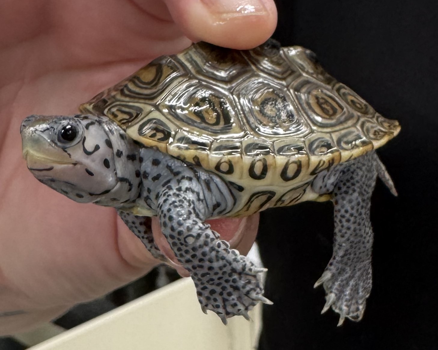 Picture of a terrapin.