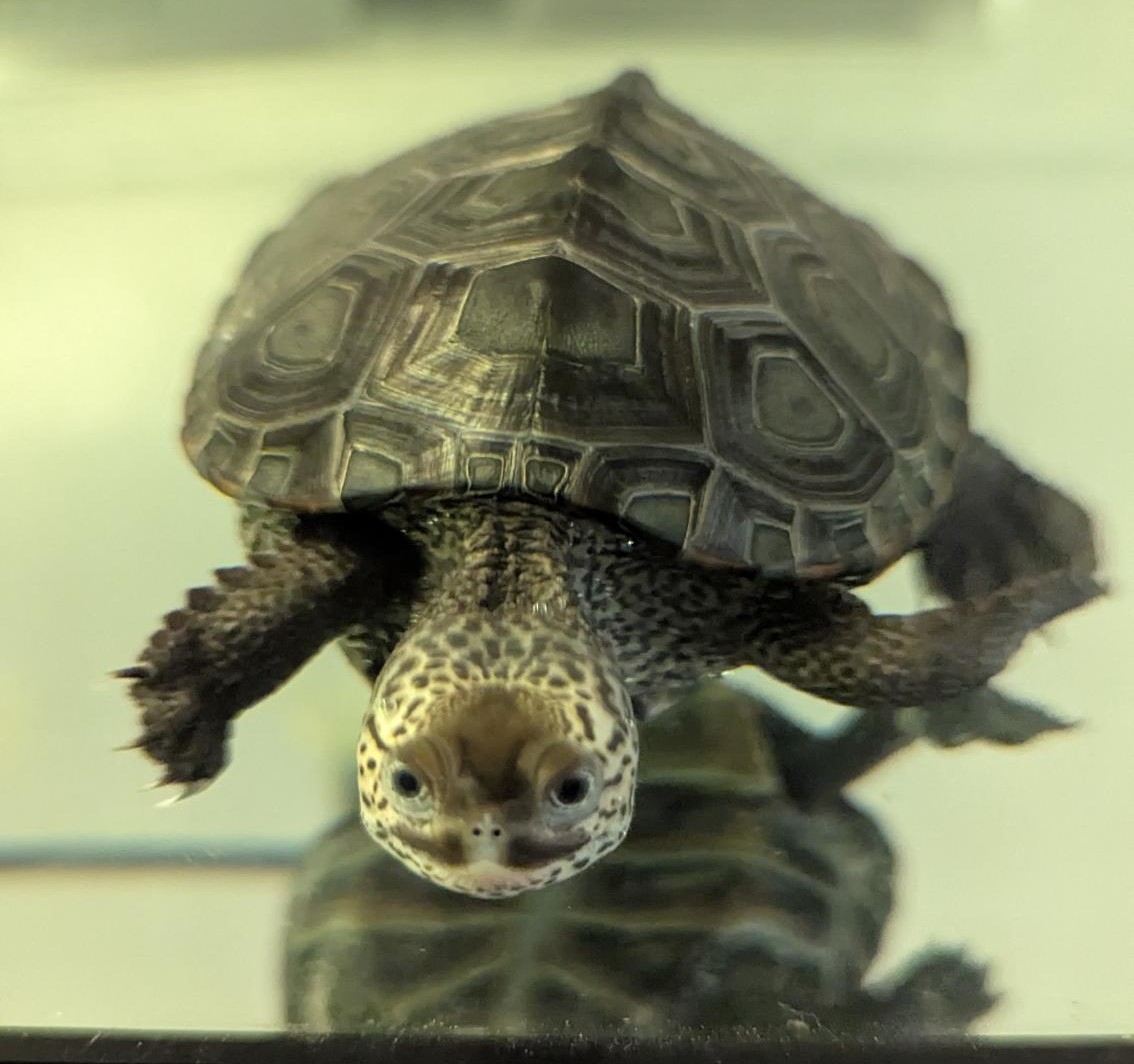 Picture of a terrapin.