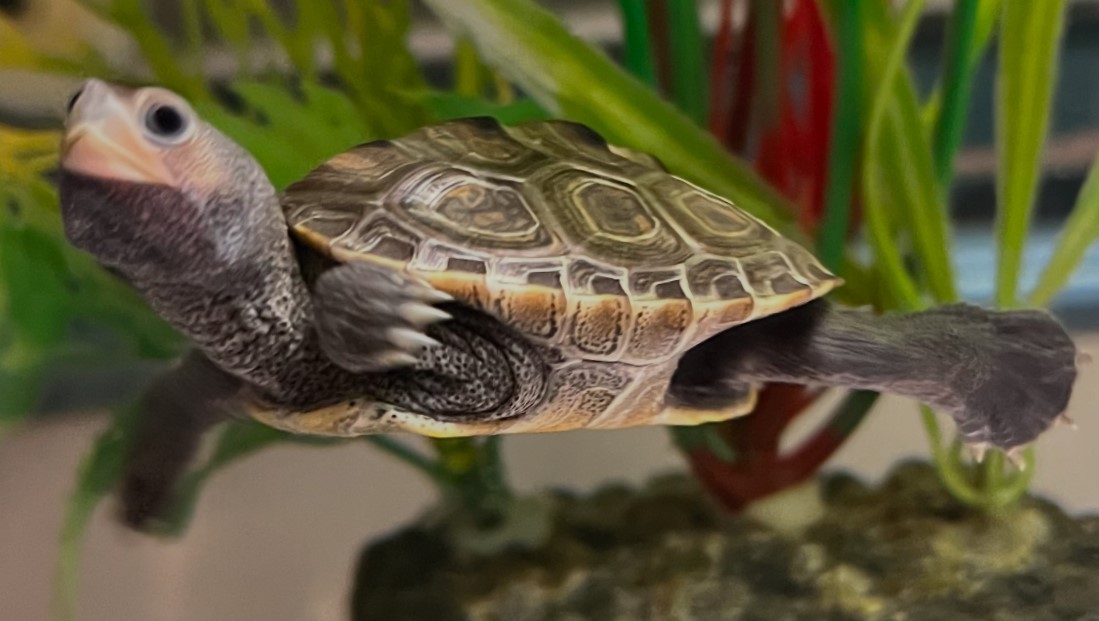 Picture of a terrapin.