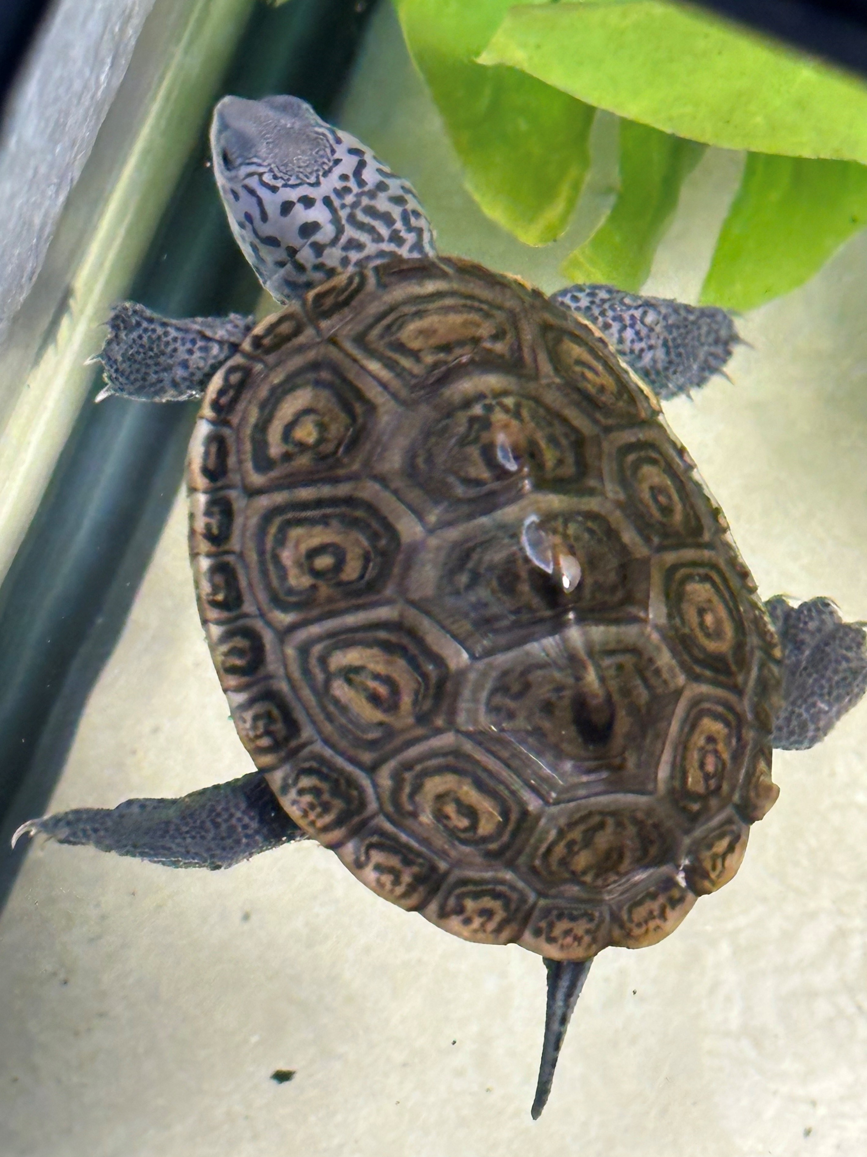 Picture of a terrapin.