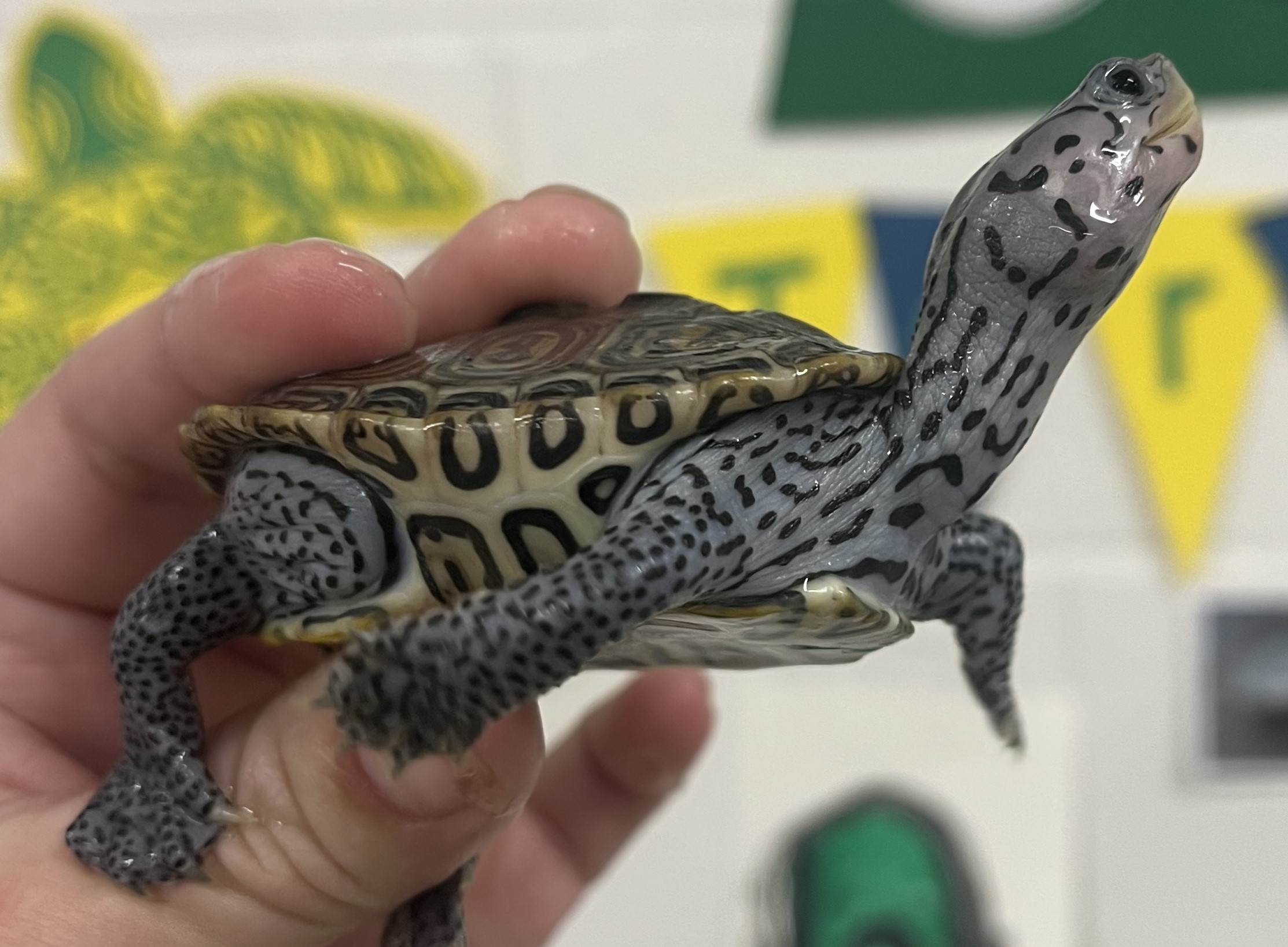 Picture of a terrapin.
